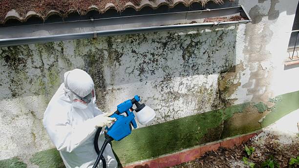 Trusted Basement Mold Remediation service in Shiloh, NC - Cheap Mold Removal